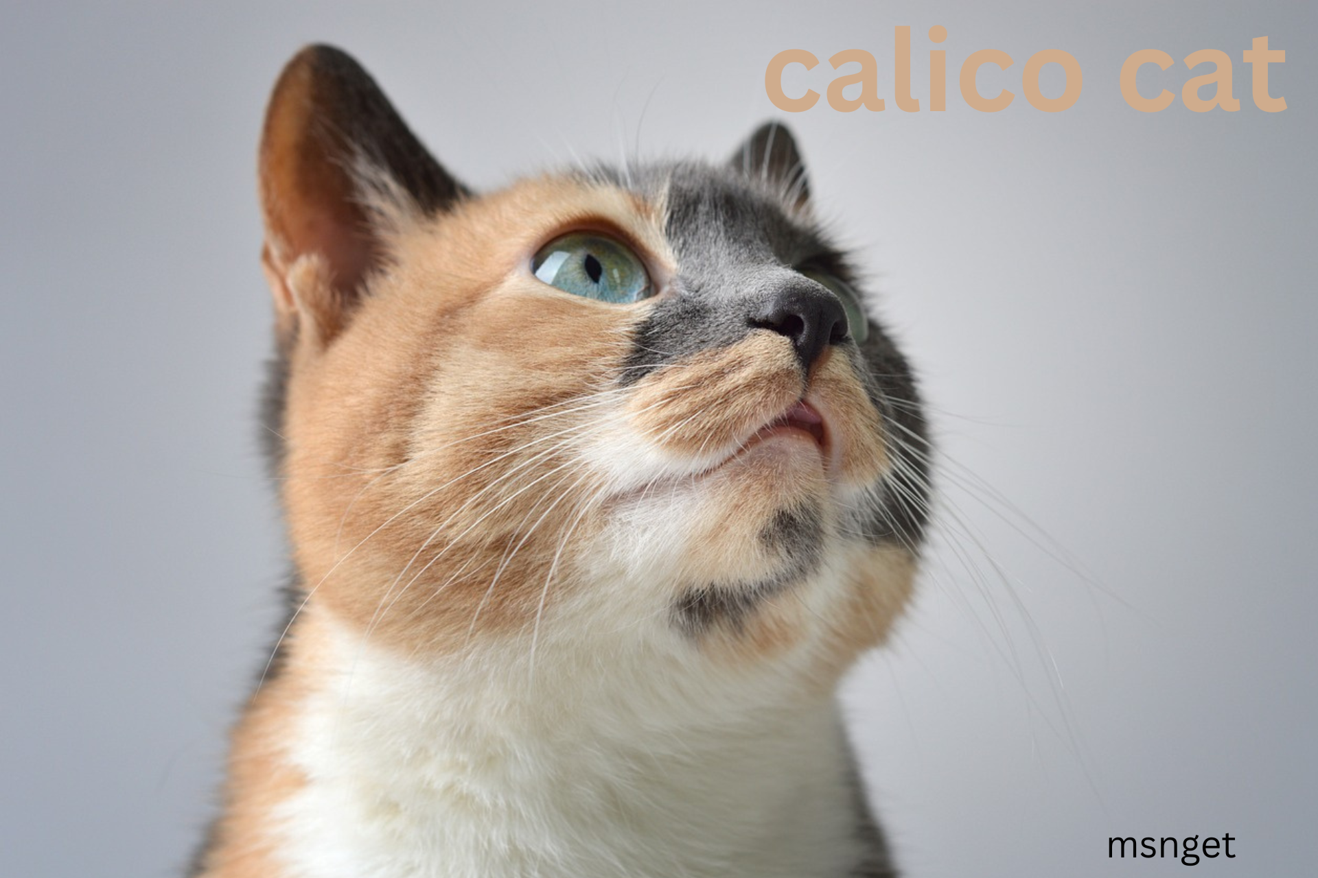 Calico Cat